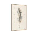 Anatomical Spine Wall Art | Luxury Vertebral Column Canvas Print | Museum-Inspired Fine Art