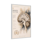White Matter Brain Wall Art | Luxury Neuroscience Canvas Print | Museum-Inspired Fine Art