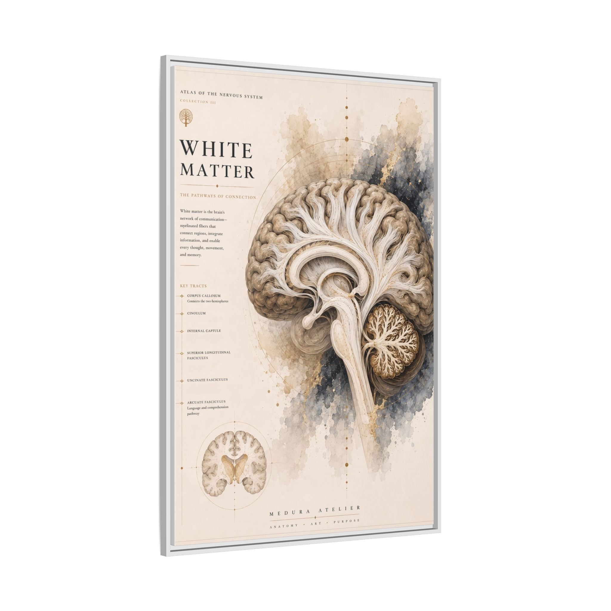 White Matter Brain Wall Art | Luxury Neuroscience Canvas Print | Museum-Inspired Fine Art