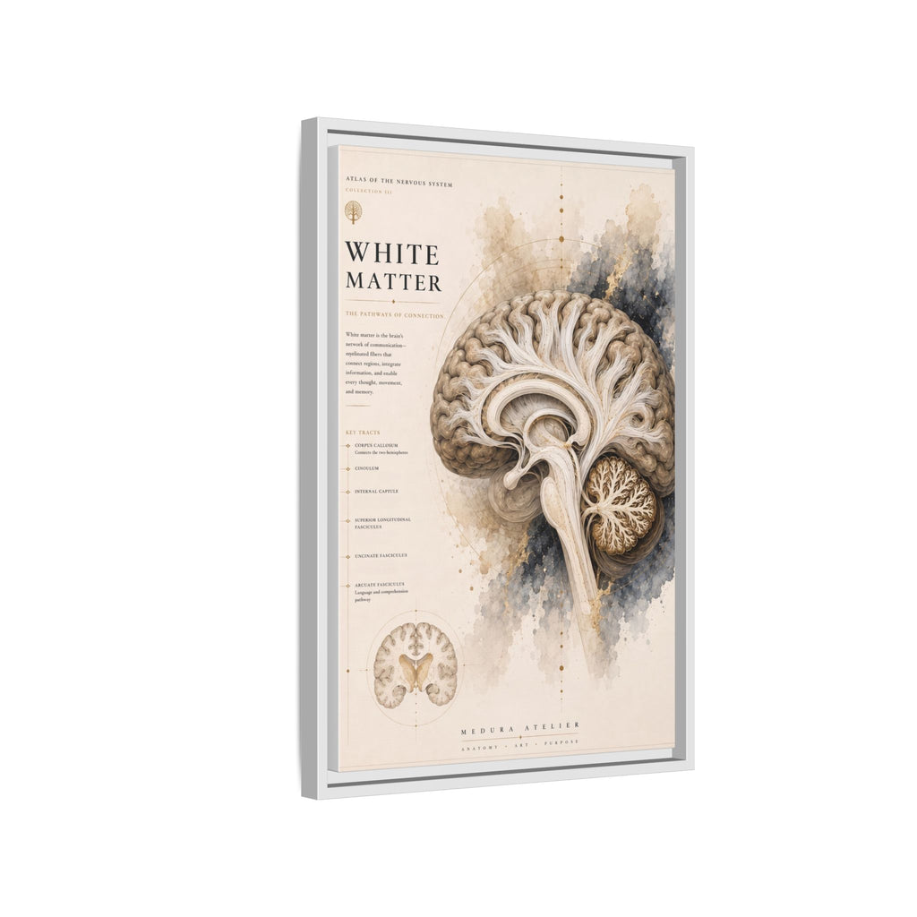 White Matter Brain Wall Art | Luxury Neuroscience Canvas Print | Museum-Inspired Fine Art