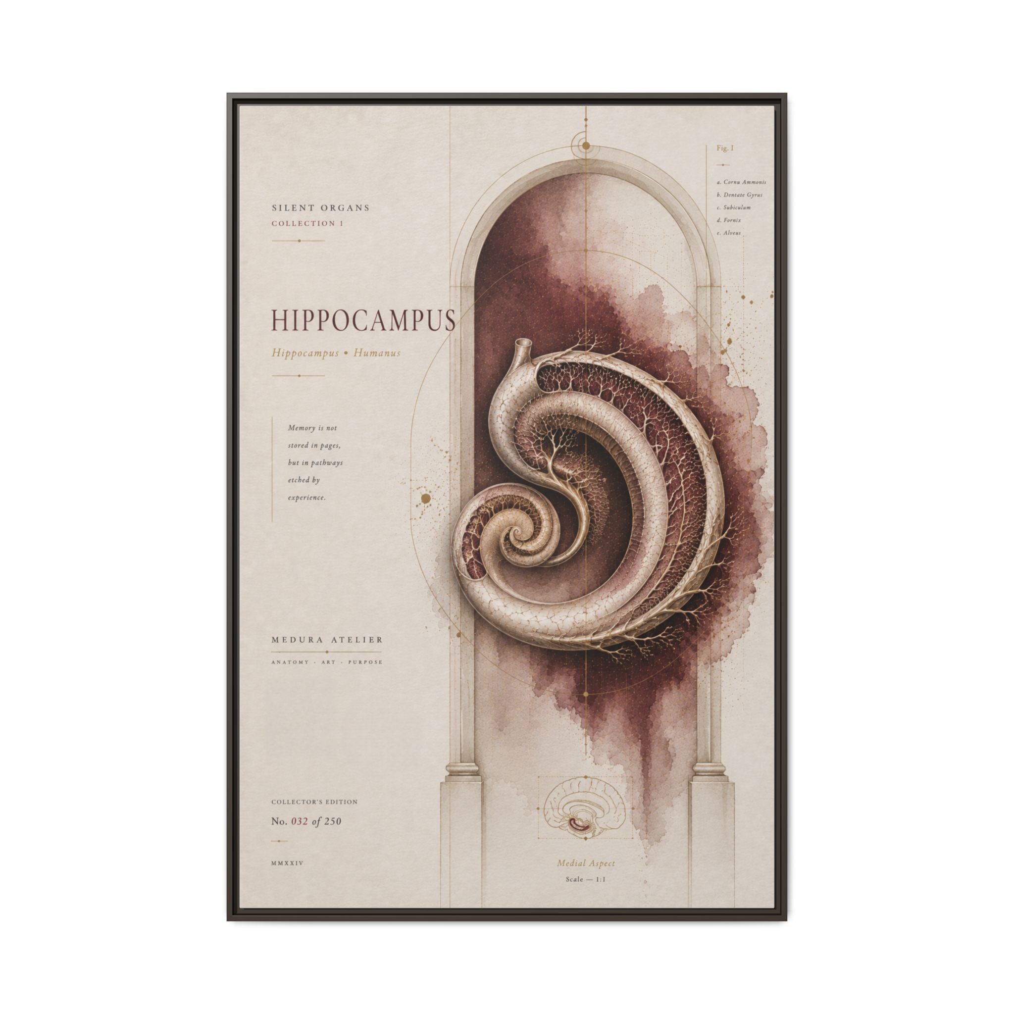 Silent Organs – Hippocampus Wall Art | Luxury Neuroscience Canvas Print | Museum-Inspired Fine Art