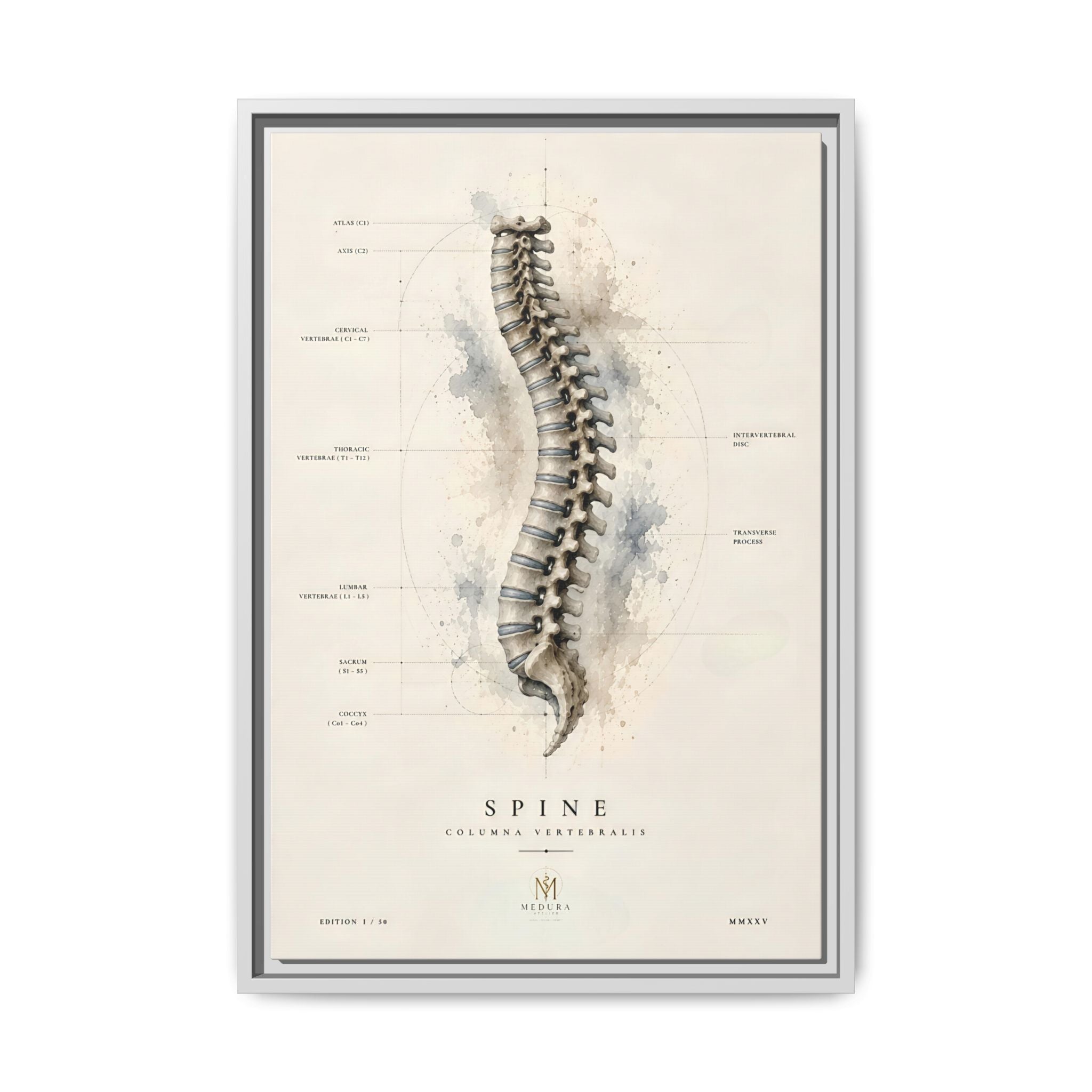 Anatomical Spine Wall Art | Luxury Vertebral Column Canvas Print | Museum-Inspired Fine Art