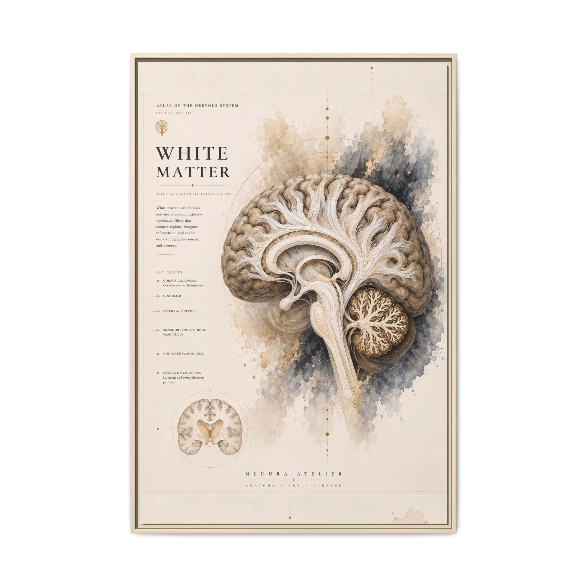 White Matter Brain Wall Art | Luxury Neuroscience Canvas Print | Museum-Inspired Fine Art