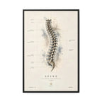 Anatomical Spine Wall Art | Luxury Vertebral Column Canvas Print | Museum-Inspired Fine Art