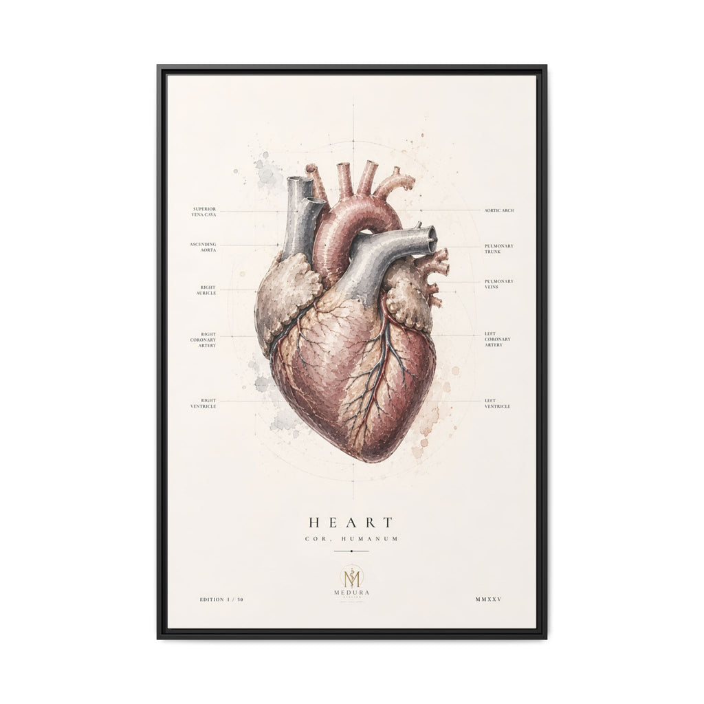Anatomical Heart Wall Art | Luxury Medical Canvas Print | Museum-Inspired Fine Art