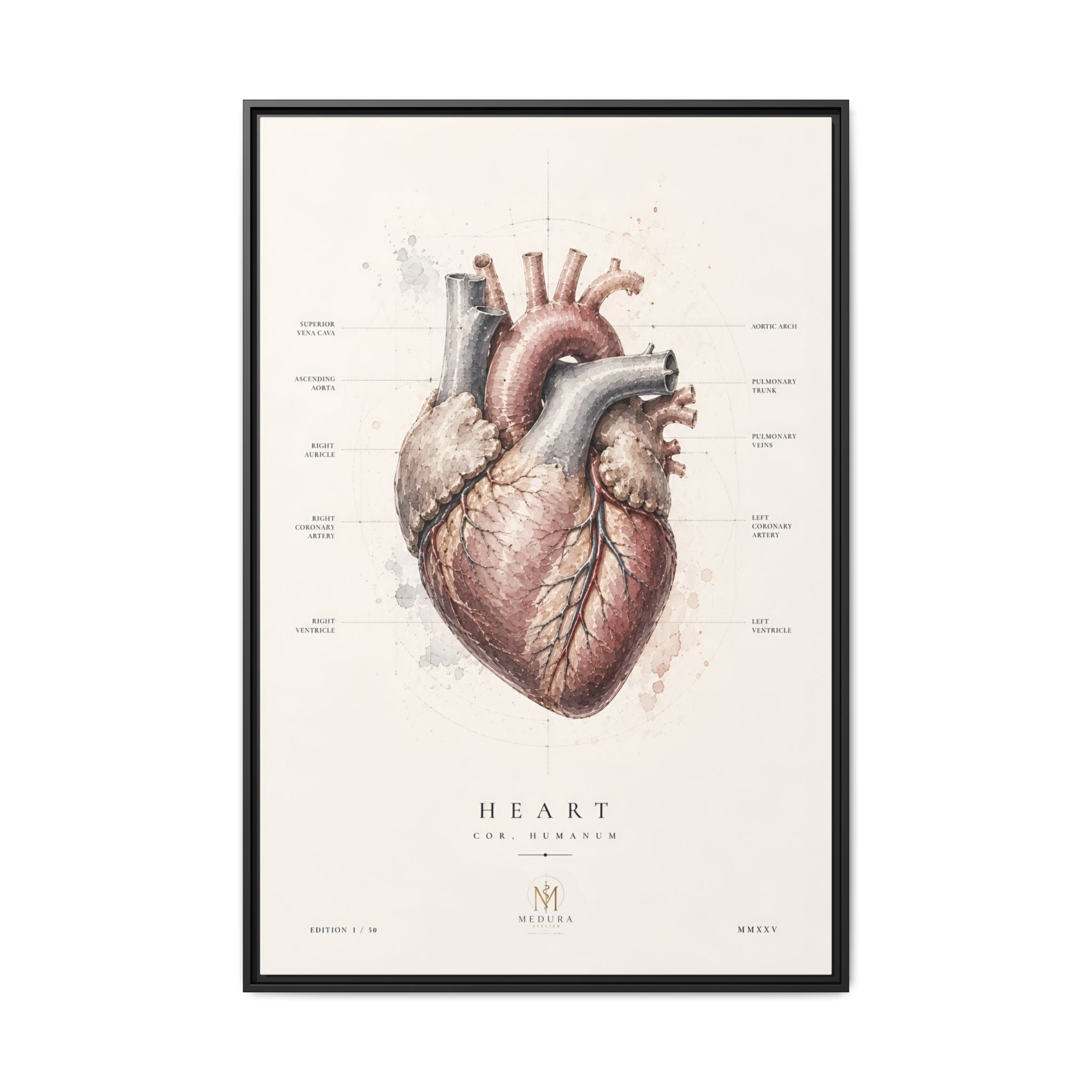 Anatomical Heart Wall Art | Luxury Medical Canvas Print | Museum-Inspired Fine Art