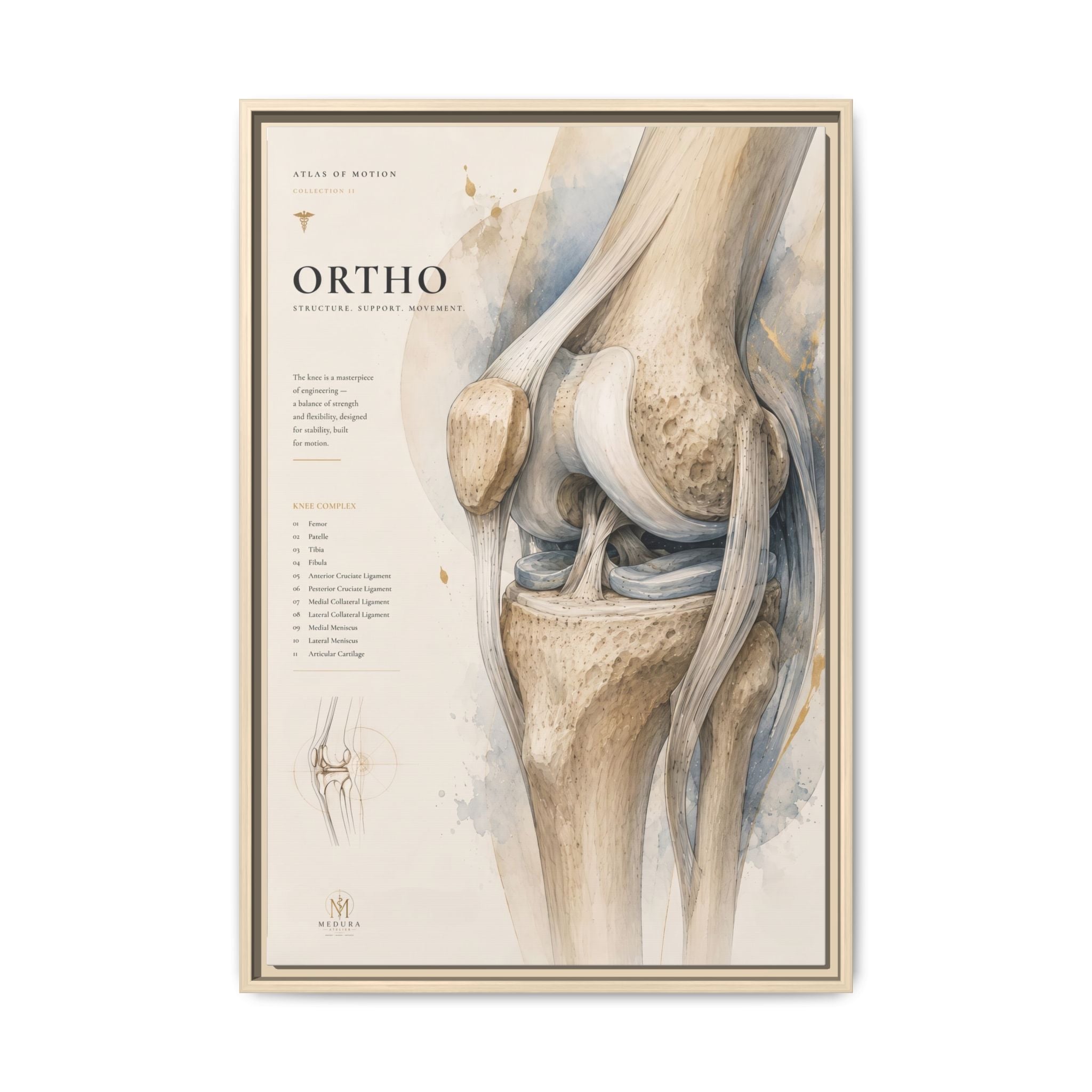Orthopaedic Knee Anatomy Wall Art | Luxury Orthopedic Canvas Print | Museum-Inspired Fine Art