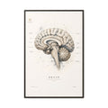 Human Brain Sagittal Anatomy Print | Luxury Neuroanatomy Wall Art for Doctors & Clinics