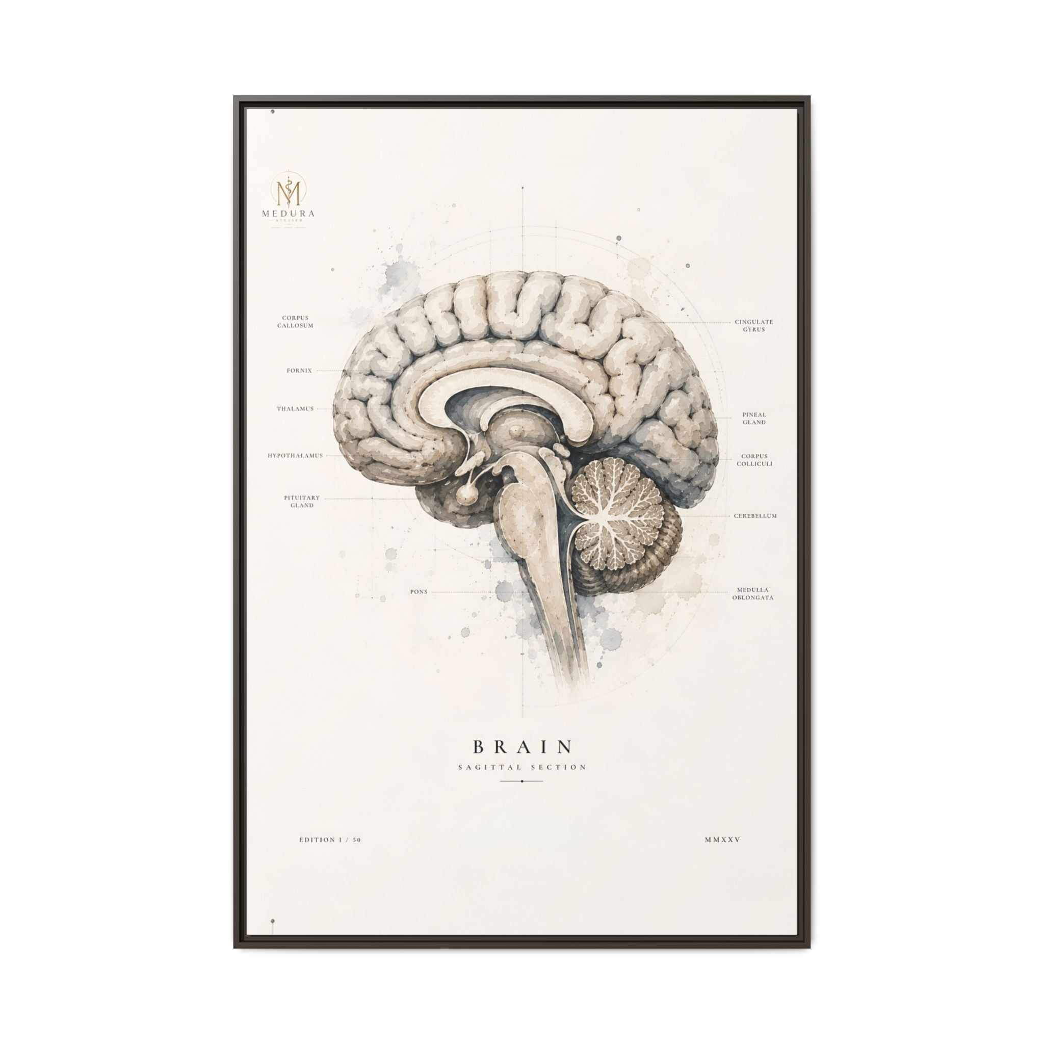 Human Brain Sagittal Anatomy Print | Luxury Neuroanatomy Wall Art for Doctors & Clinics