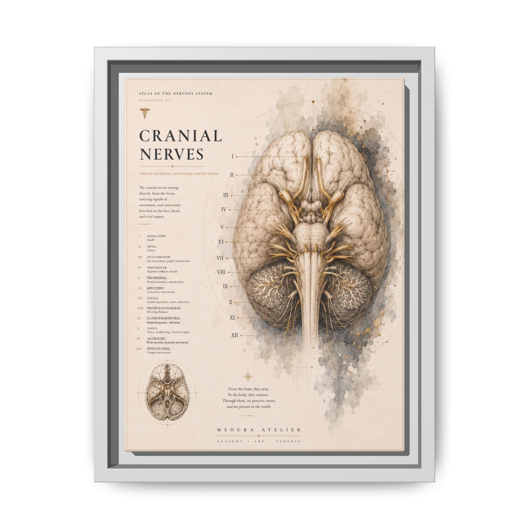 White Matter Brain Wall Art | Luxury Neuroscience Canvas Print | Museum-Inspired Fine Art