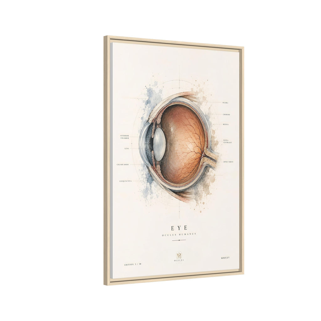 Anatomical Eye Canvas Print | Luxury Ophthalmology Wall Art | Museum-Inspired Medical Decor