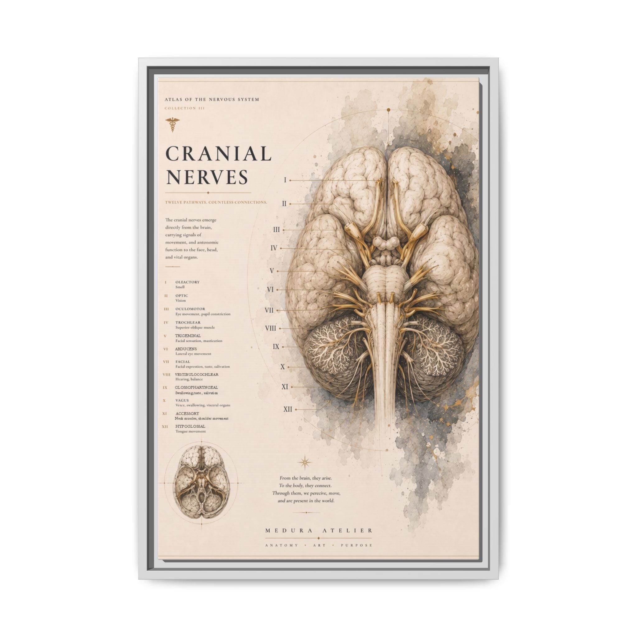 White Matter Brain Wall Art | Luxury Neuroscience Canvas Print | Museum-Inspired Fine Art