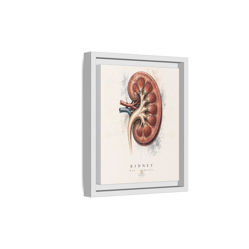 Anatomical Kidney Wall Art | Luxury Nephrology Canvas Print | Museum-Inspired Fine Art