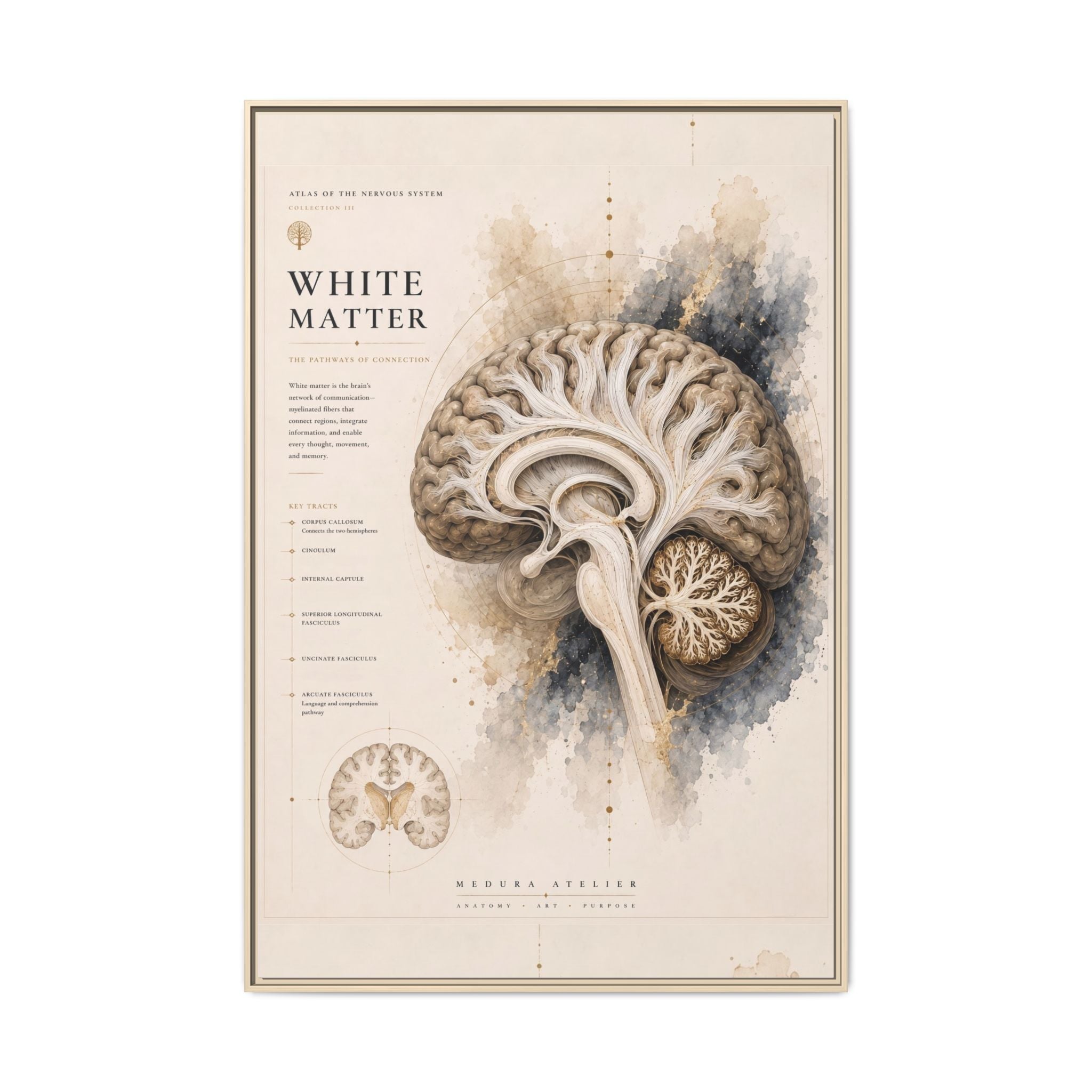 White Matter Brain Wall Art | Luxury Neuroscience Canvas Print | Museum-Inspired Fine Art