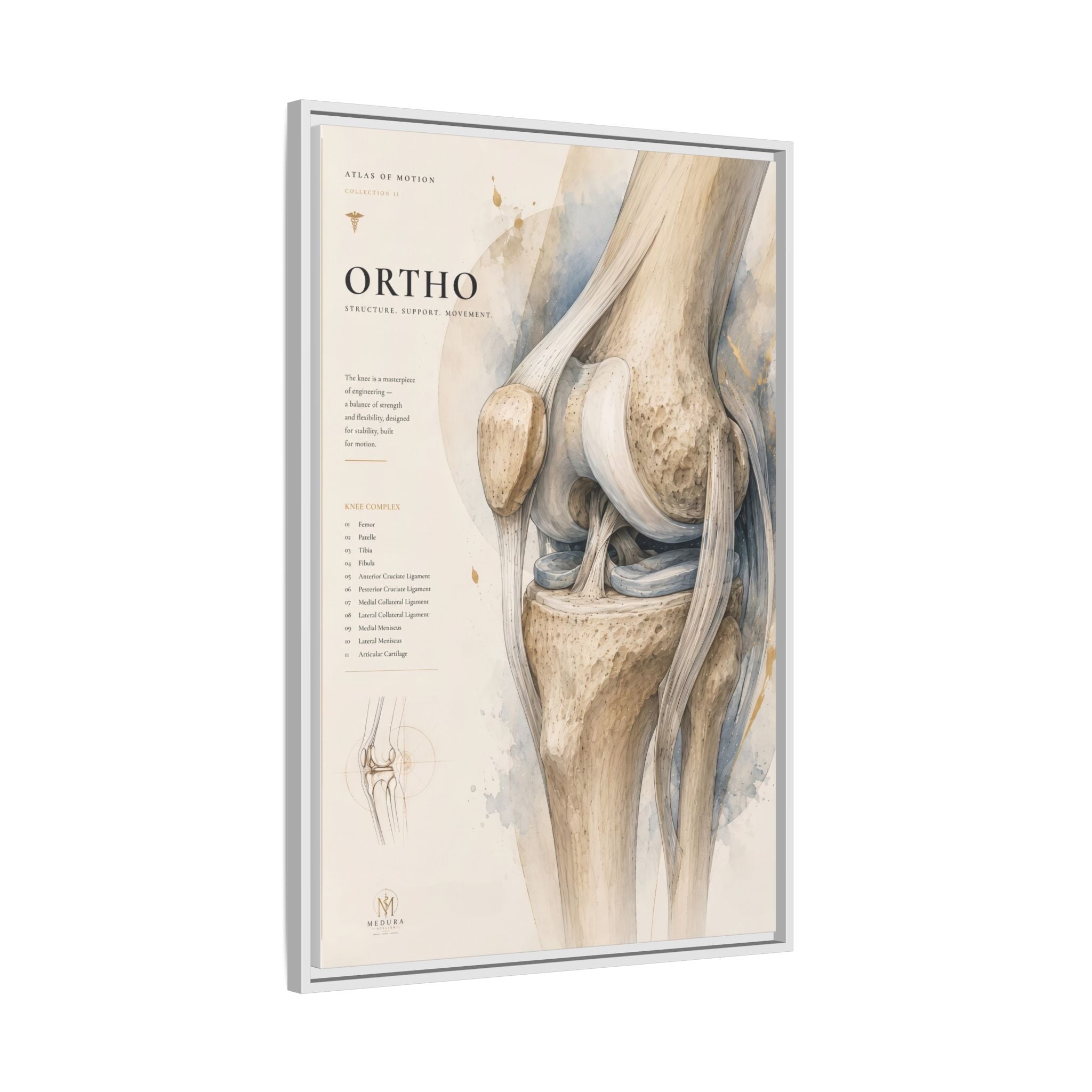 Orthopaedic Knee Anatomy Wall Art | Luxury Orthopedic Canvas Print | Museum-Inspired Fine Art