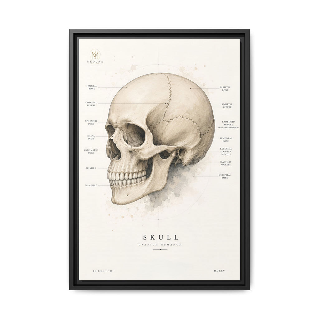 Anatomical Skull Wall Art | Luxury Medical Canvas Print | Museum-Inspired Fine Art
