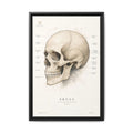 Anatomical Skull Wall Art | Luxury Medical Canvas Print | Museum-Inspired Fine Art