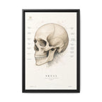 Anatomical Skull Wall Art | Luxury Medical Canvas Print | Museum-Inspired Fine Art