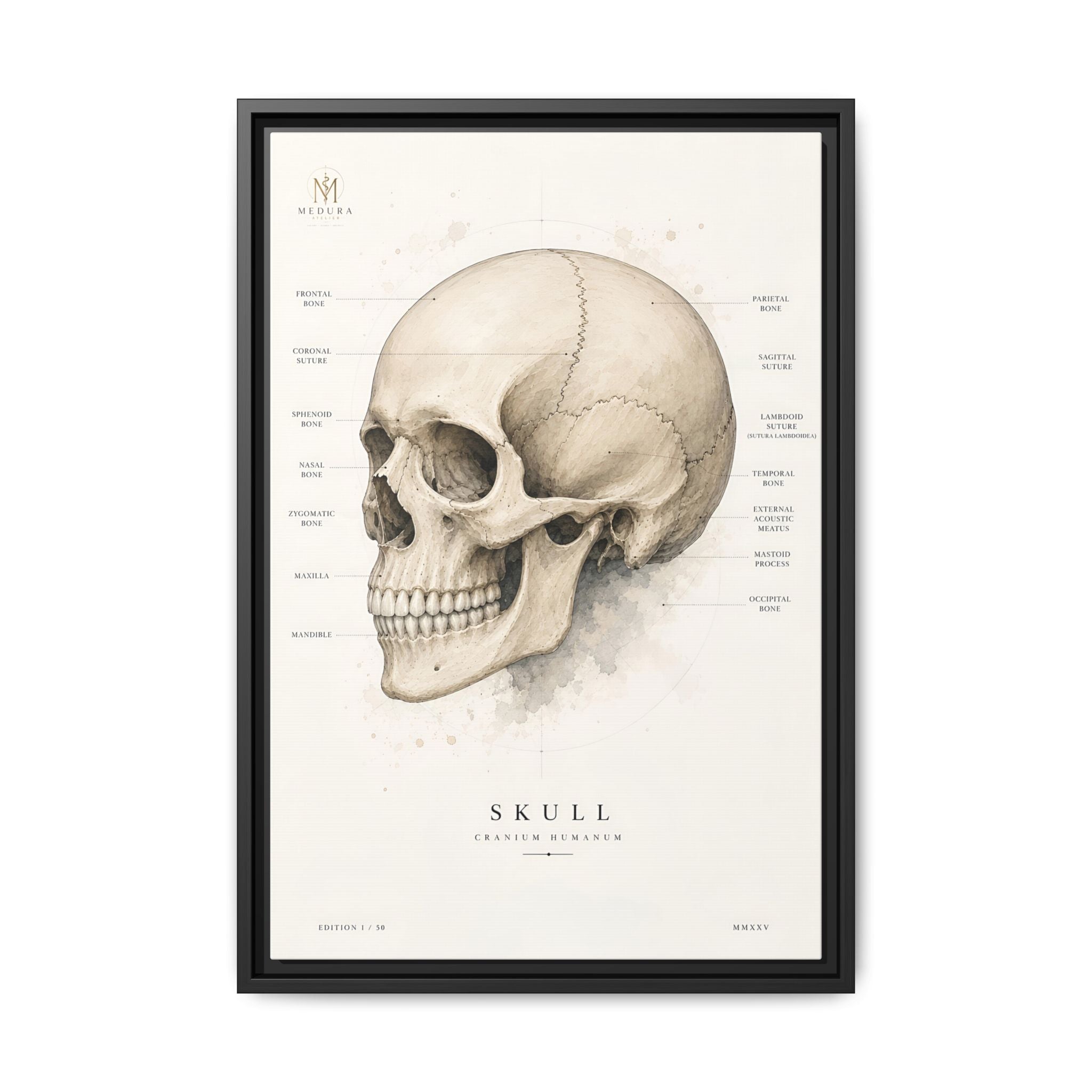 Anatomical Skull Wall Art | Luxury Medical Canvas Print | Museum-Inspired Fine Art