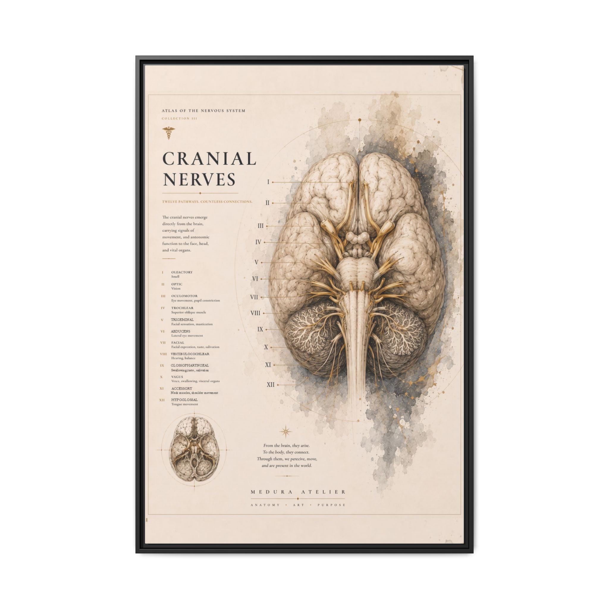 White Matter Brain Wall Art | Luxury Neuroscience Canvas Print | Museum-Inspired Fine Art