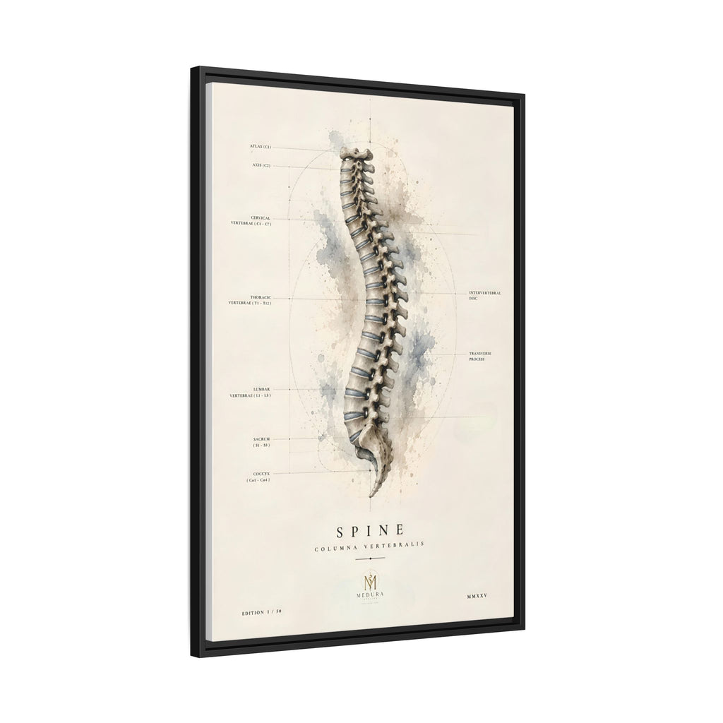 Anatomical Spine Wall Art | Luxury Vertebral Column Canvas Print | Museum-Inspired Fine Art