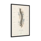 Anatomical Spine Wall Art | Luxury Vertebral Column Canvas Print | Museum-Inspired Fine Art