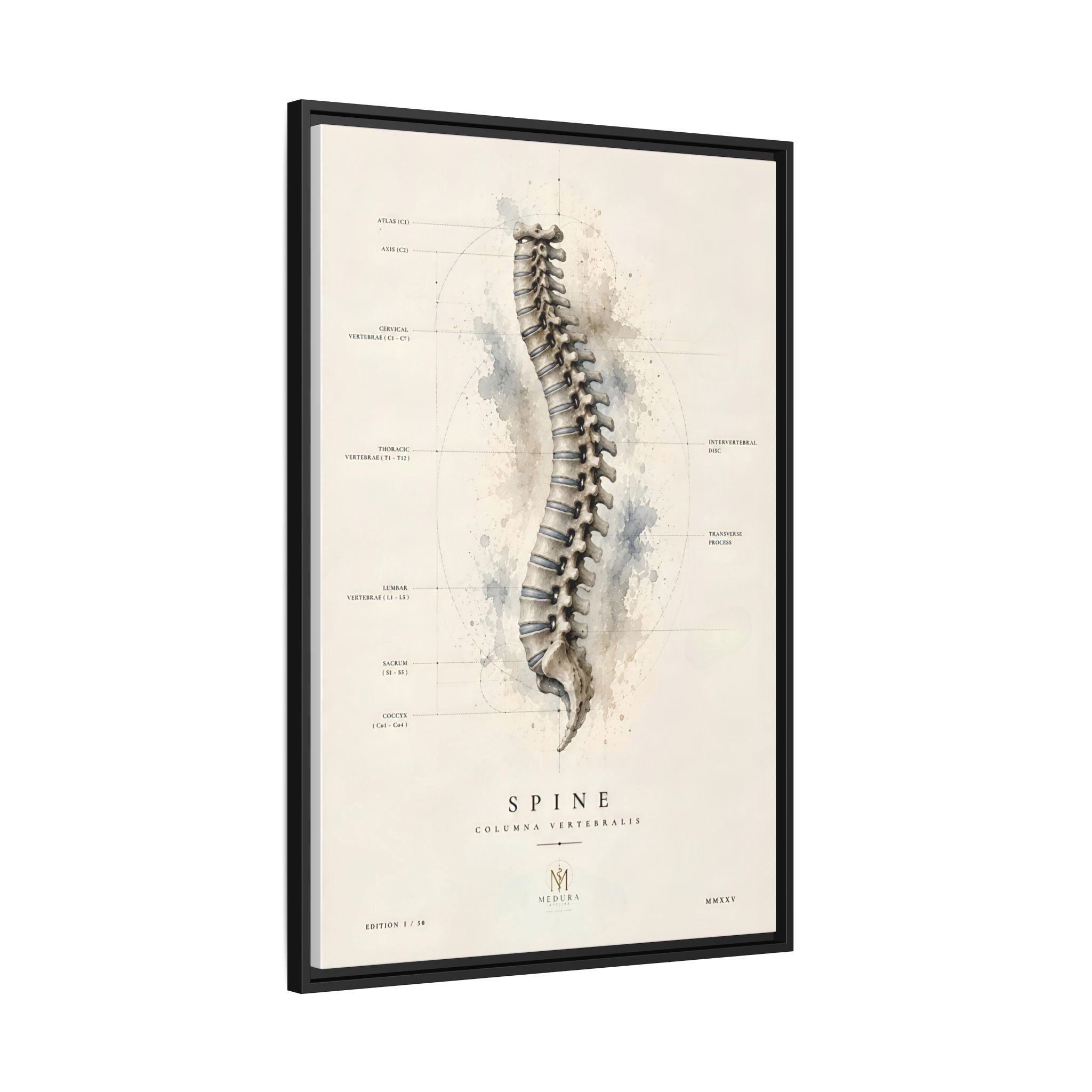Anatomical Spine Wall Art | Luxury Vertebral Column Canvas Print | Museum-Inspired Fine Art