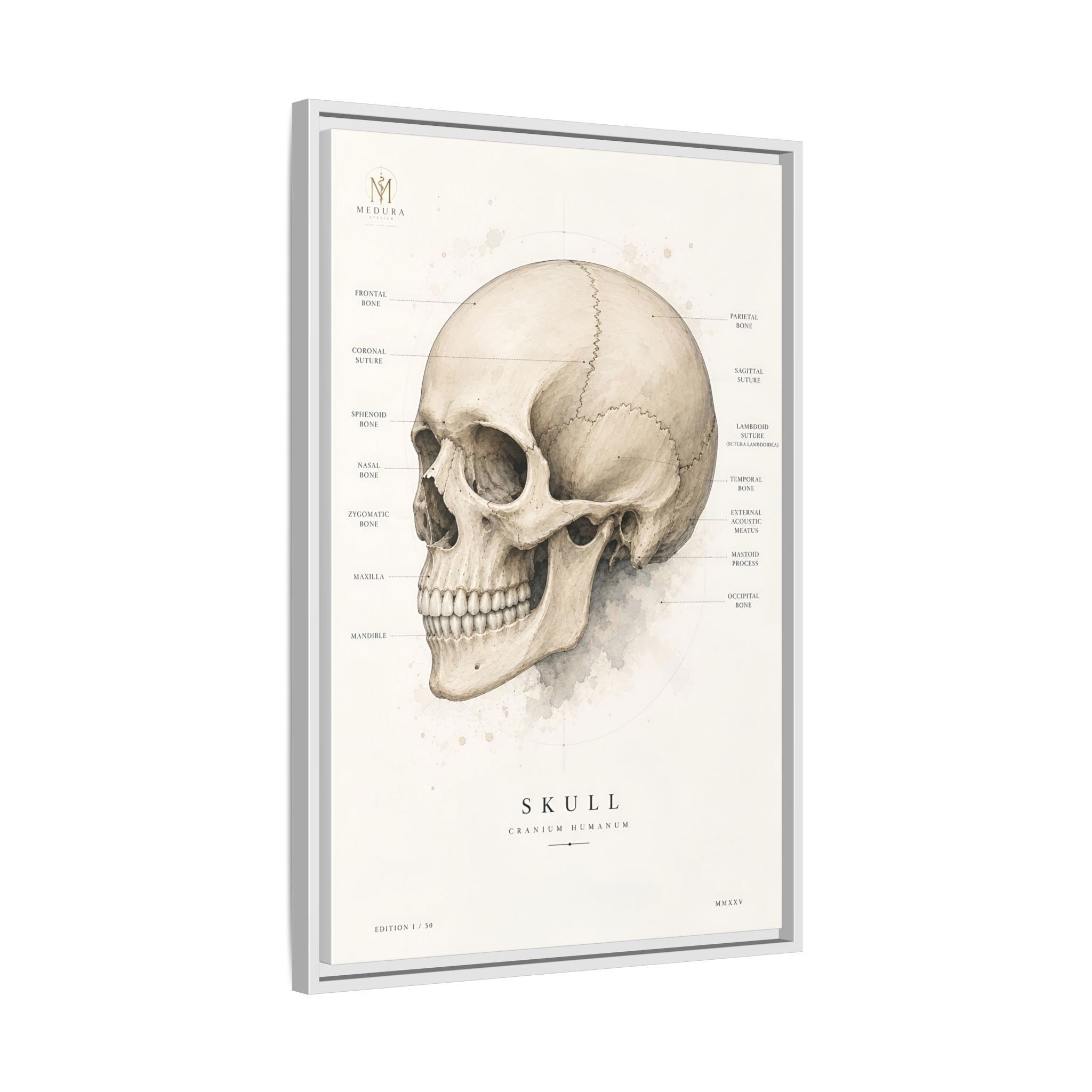 Anatomical Skull Wall Art | Luxury Medical Canvas Print | Museum-Inspired Fine Art