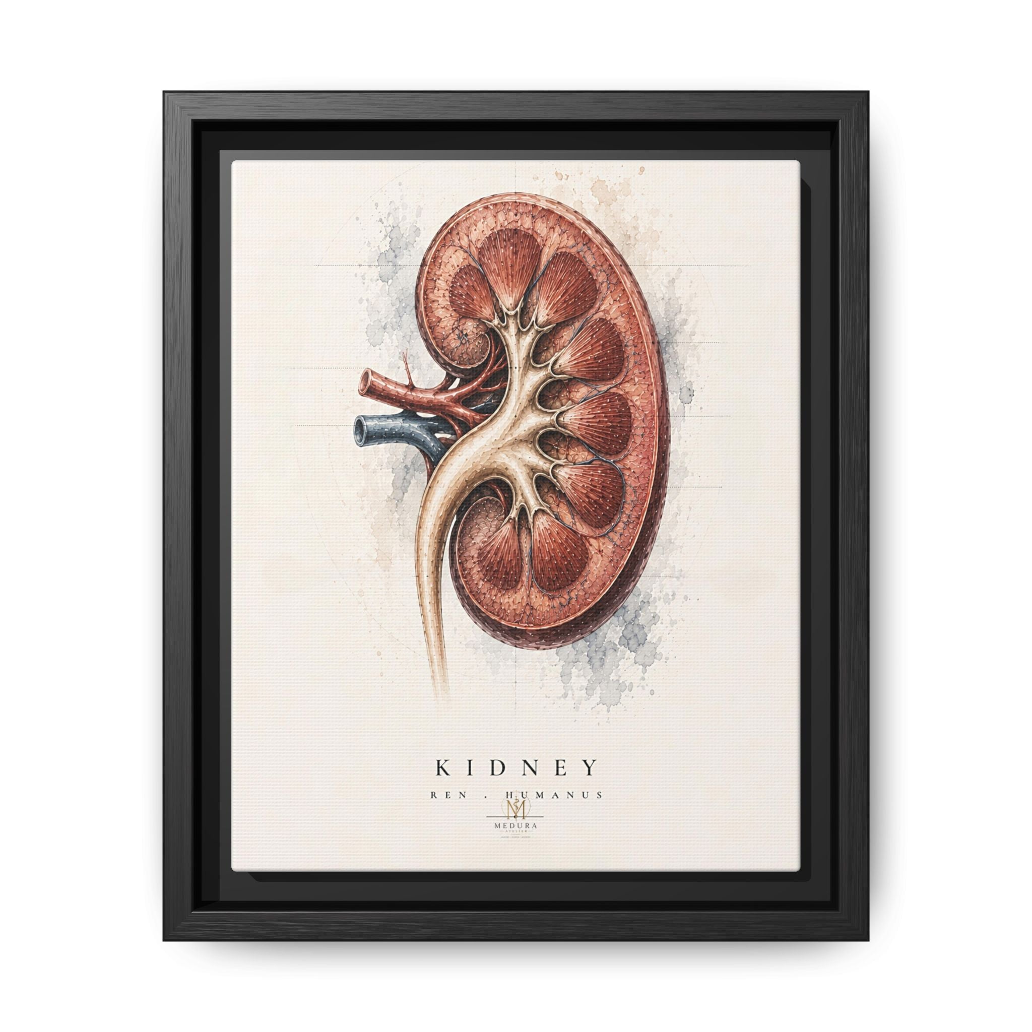 Anatomical Kidney Wall Art | Luxury Nephrology Canvas Print | Museum-Inspired Fine Art