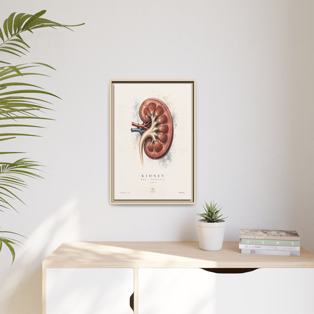 Anatomical Kidney Wall Art | Luxury Nephrology Canvas Print | Museum-Inspired Fine Art