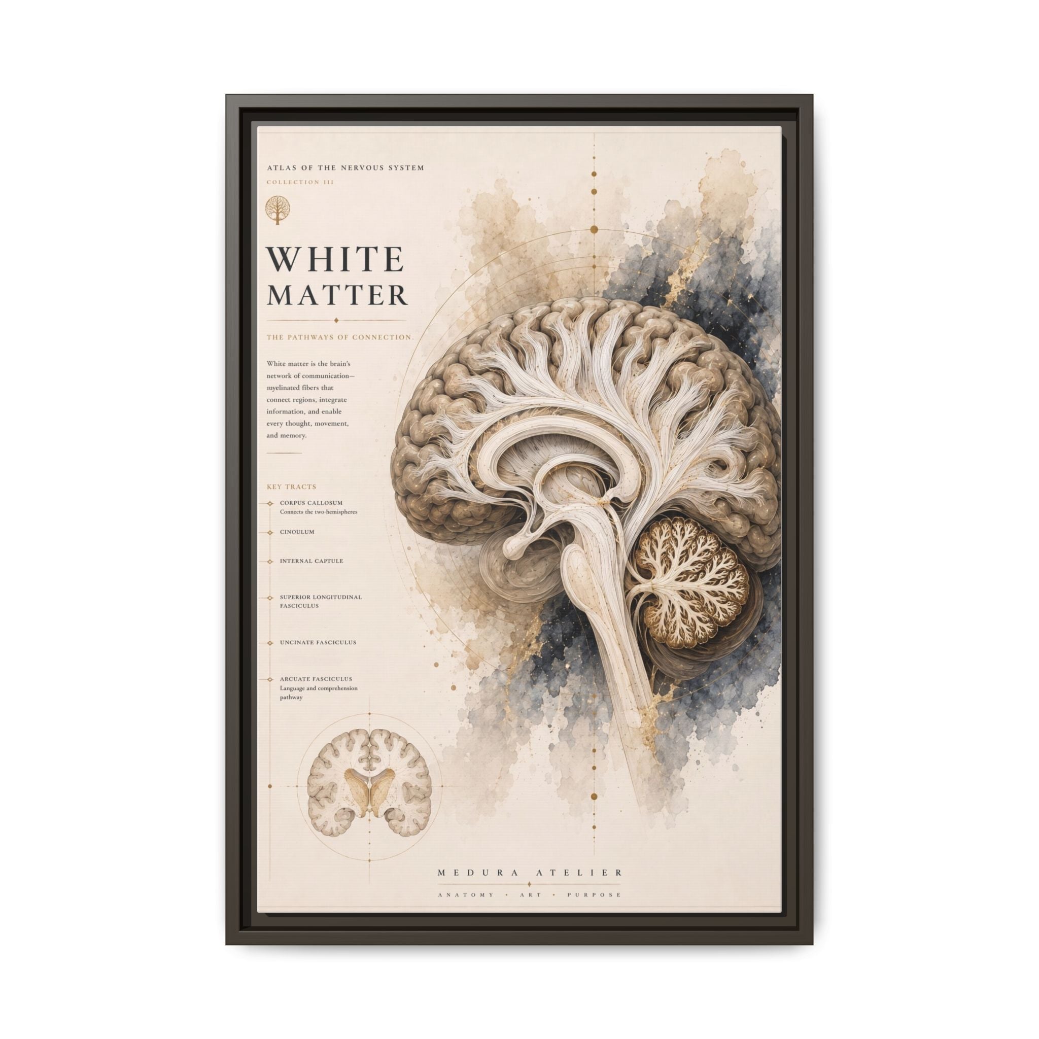 White Matter Brain Wall Art | Luxury Neuroscience Canvas Print | Museum-Inspired Fine Art