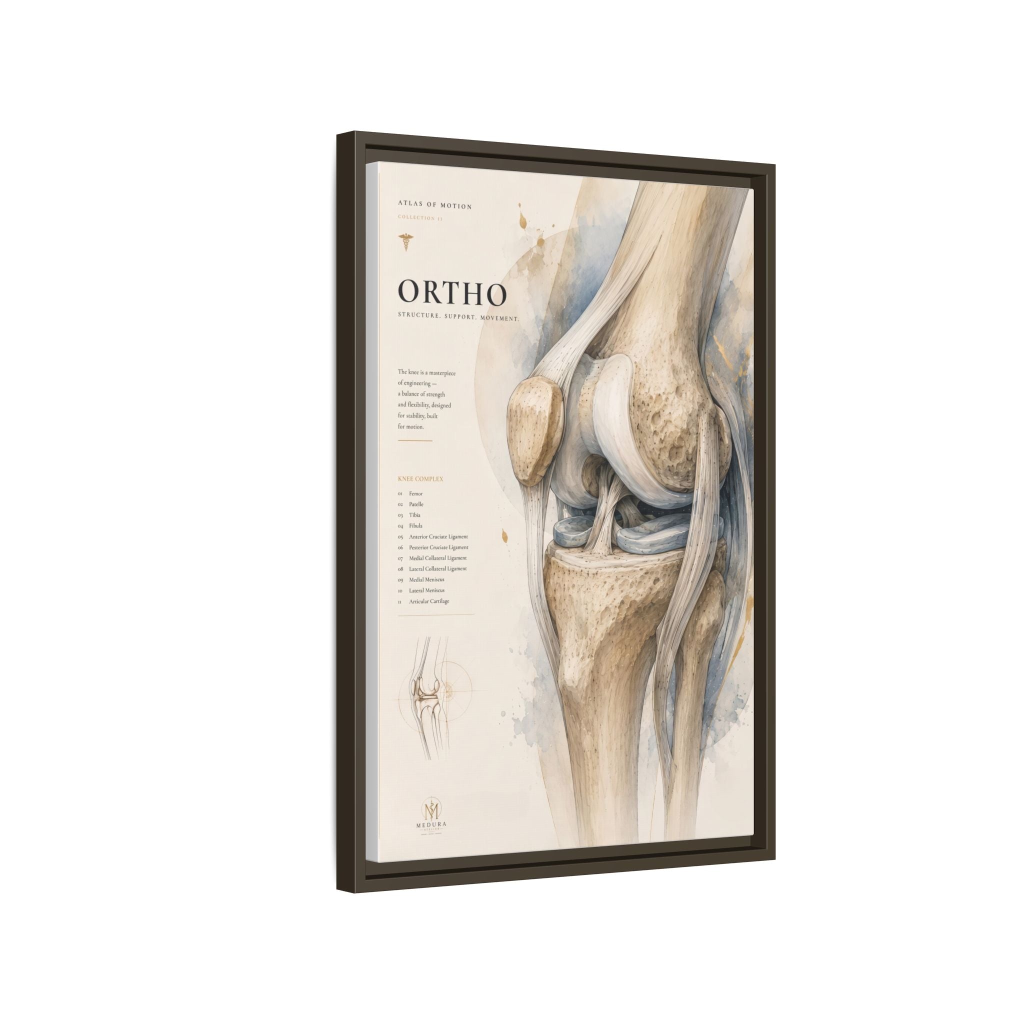 Orthopaedic Knee Anatomy Wall Art | Luxury Orthopedic Canvas Print | Museum-Inspired Fine Art