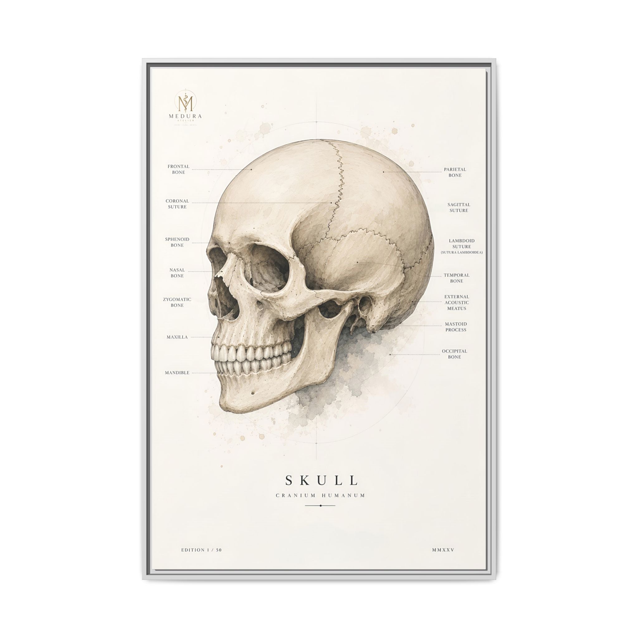 Anatomical Skull Wall Art | Luxury Medical Canvas Print | Museum-Inspired Fine Art