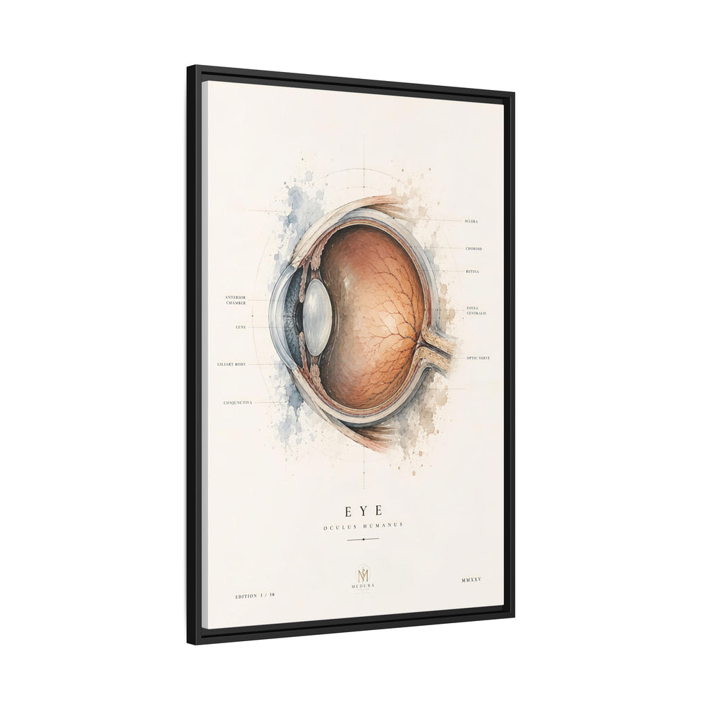 Anatomical Eye Canvas Print | Luxury Ophthalmology Wall Art | Museum-Inspired Medical Decor