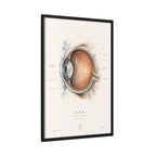 Anatomical Eye Canvas Print | Luxury Ophthalmology Wall Art | Museum-Inspired Medical Decor
