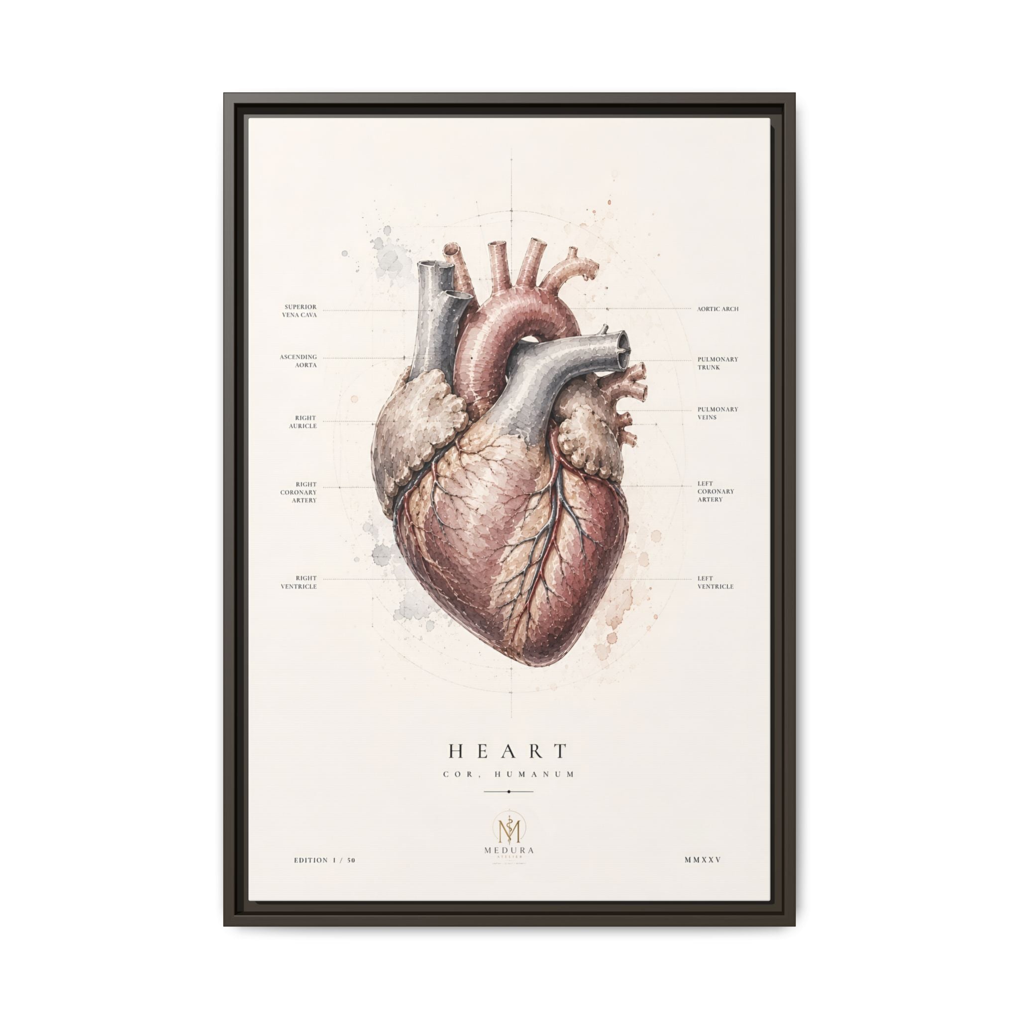 Anatomical Heart Wall Art | Luxury Medical Canvas Print | Museum-Inspired Fine Art