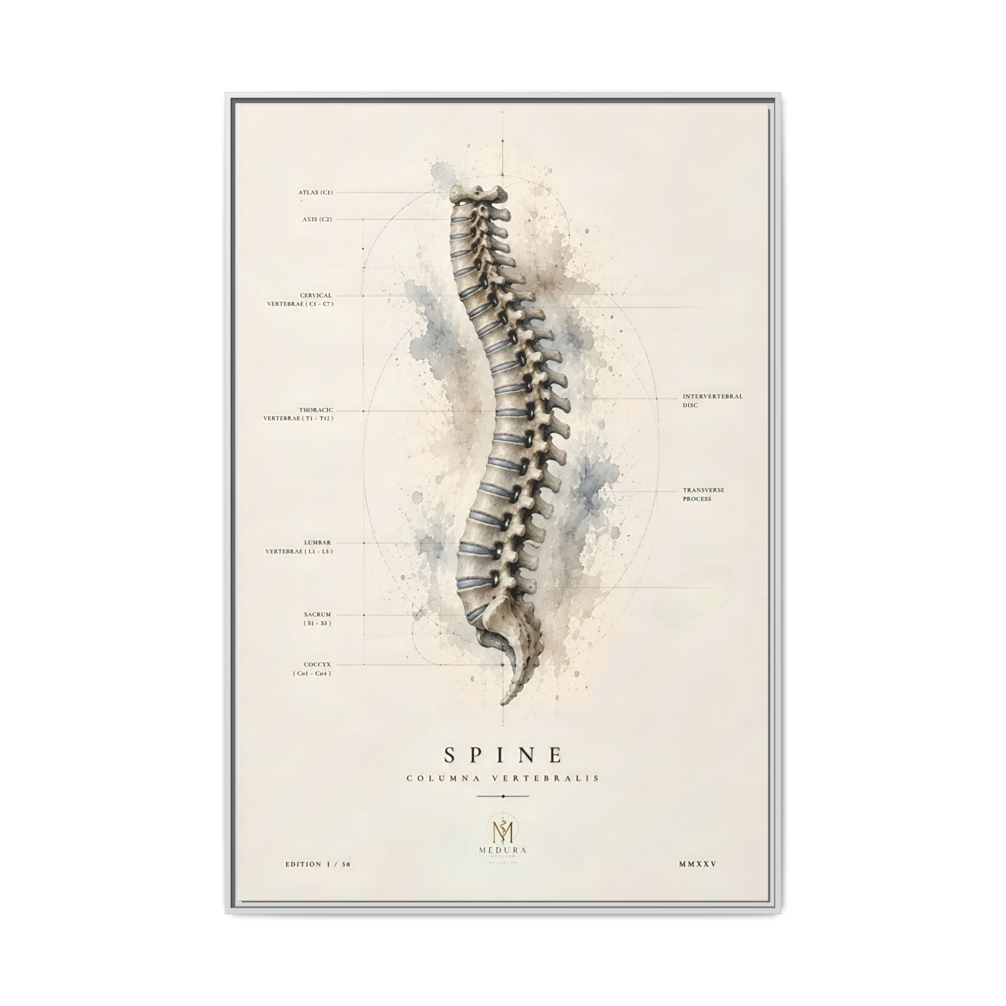 Anatomical Spine Wall Art | Luxury Vertebral Column Canvas Print | Museum-Inspired Fine Art