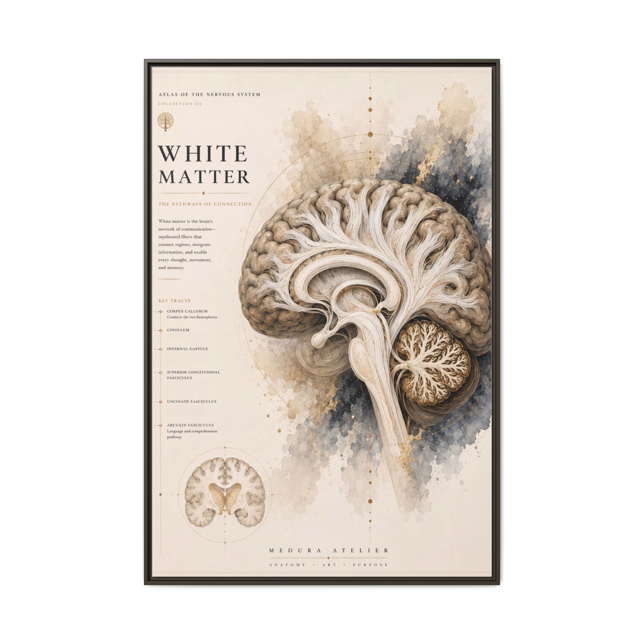 White Matter Brain Wall Art | Luxury Neuroscience Canvas Print | Museum-Inspired Fine Art