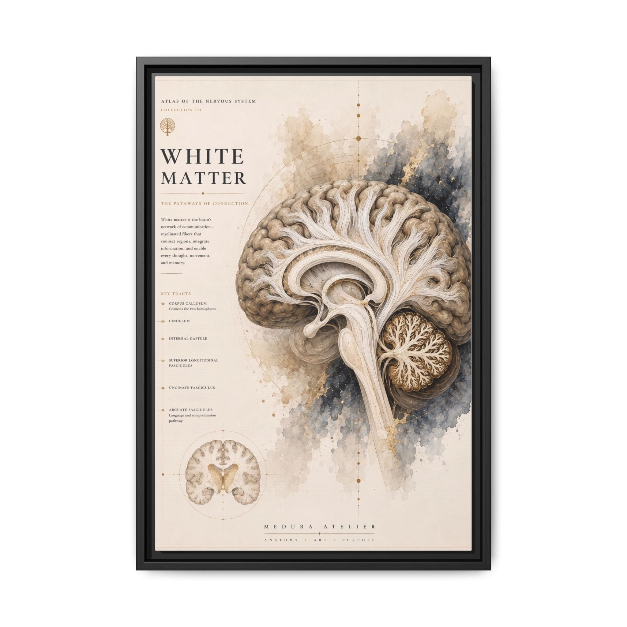 White Matter Brain Wall Art | Luxury Neuroscience Canvas Print | Museum-Inspired Fine Art