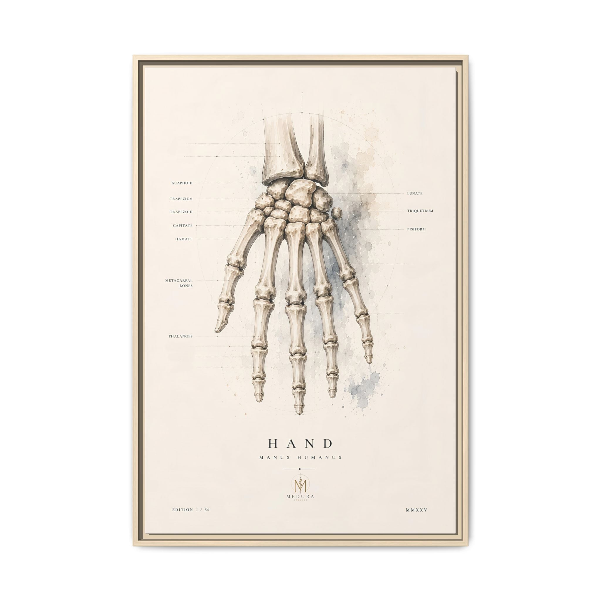 Anatomical Hand Skeleton Wall Art | Luxury Orthopaedic Canvas Print | Museum-Inspired Fine Art