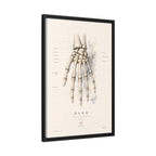 Anatomical Hand Skeleton Wall Art | Luxury Orthopaedic Canvas Print | Museum-Inspired Fine Art
