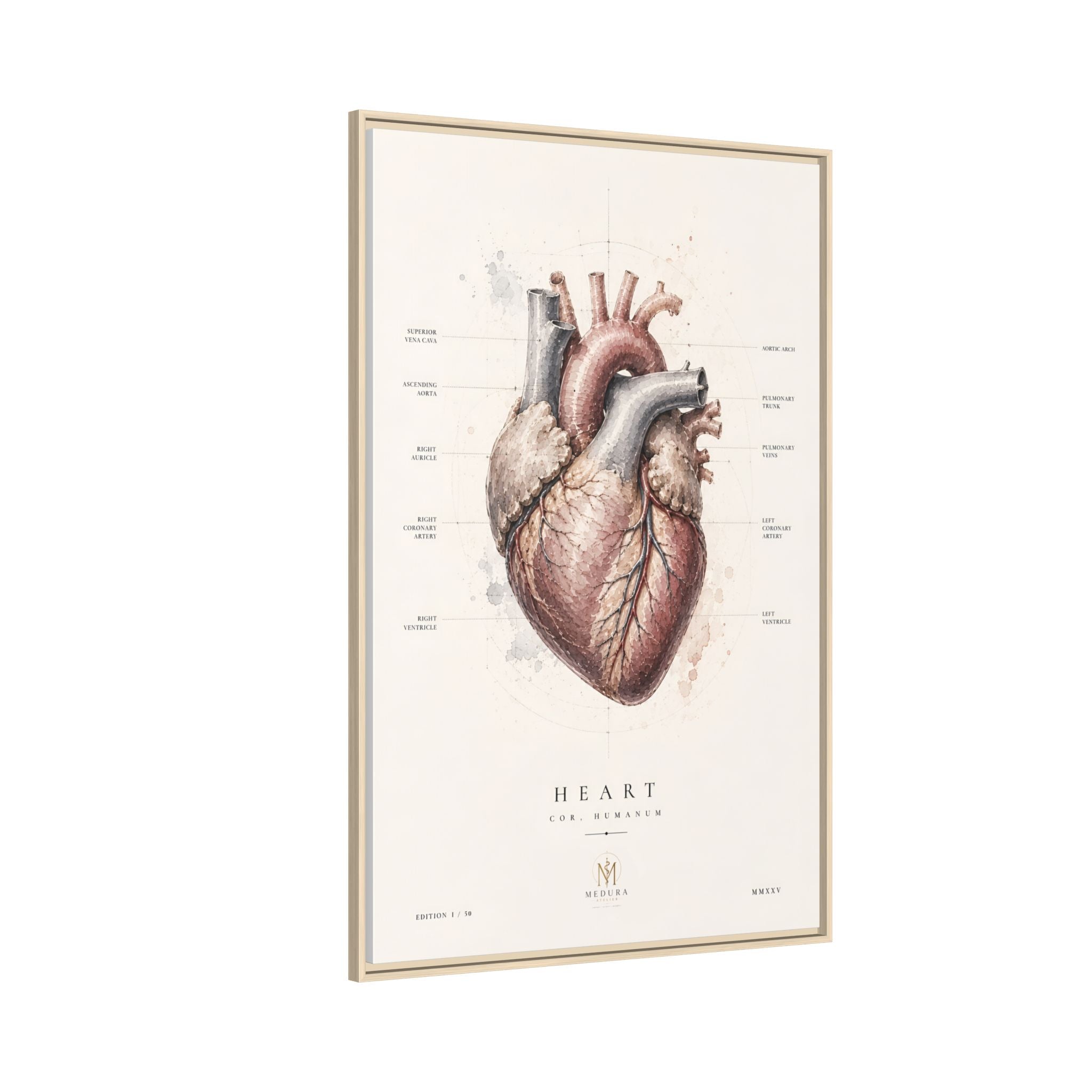 Anatomical Heart Wall Art | Luxury Medical Canvas Print | Museum-Inspired Fine Art
