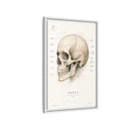 Anatomical Skull Wall Art | Luxury Medical Canvas Print | Museum-Inspired Fine Art