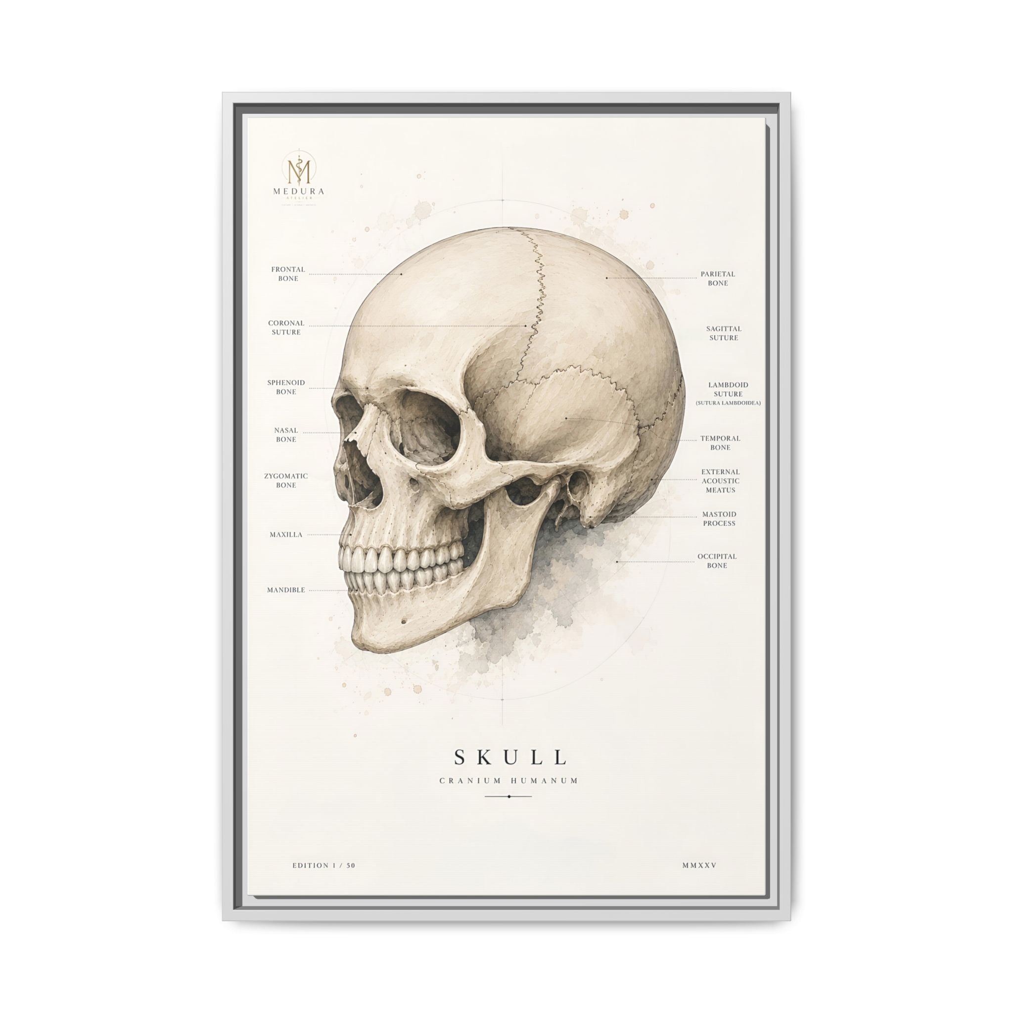 Anatomical Skull Wall Art | Luxury Medical Canvas Print | Museum-Inspired Fine Art