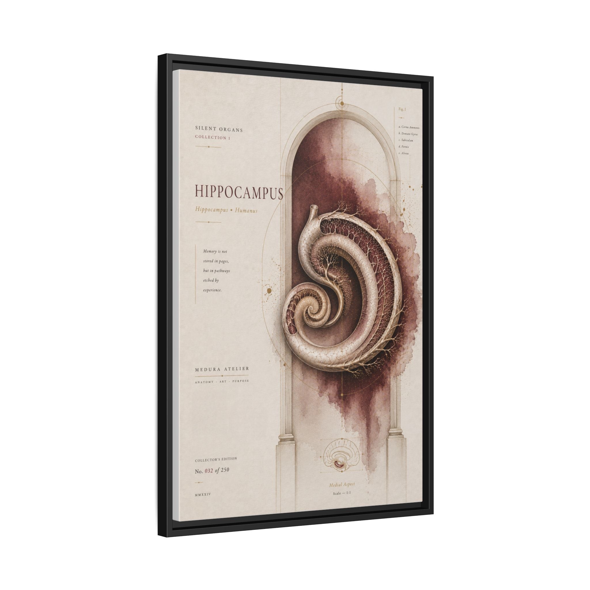 Silent Organs – Hippocampus Wall Art | Luxury Neuroscience Canvas Print | Museum-Inspired Fine Art