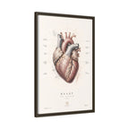 Anatomical Heart Wall Art | Luxury Medical Canvas Print | Museum-Inspired Fine Art
