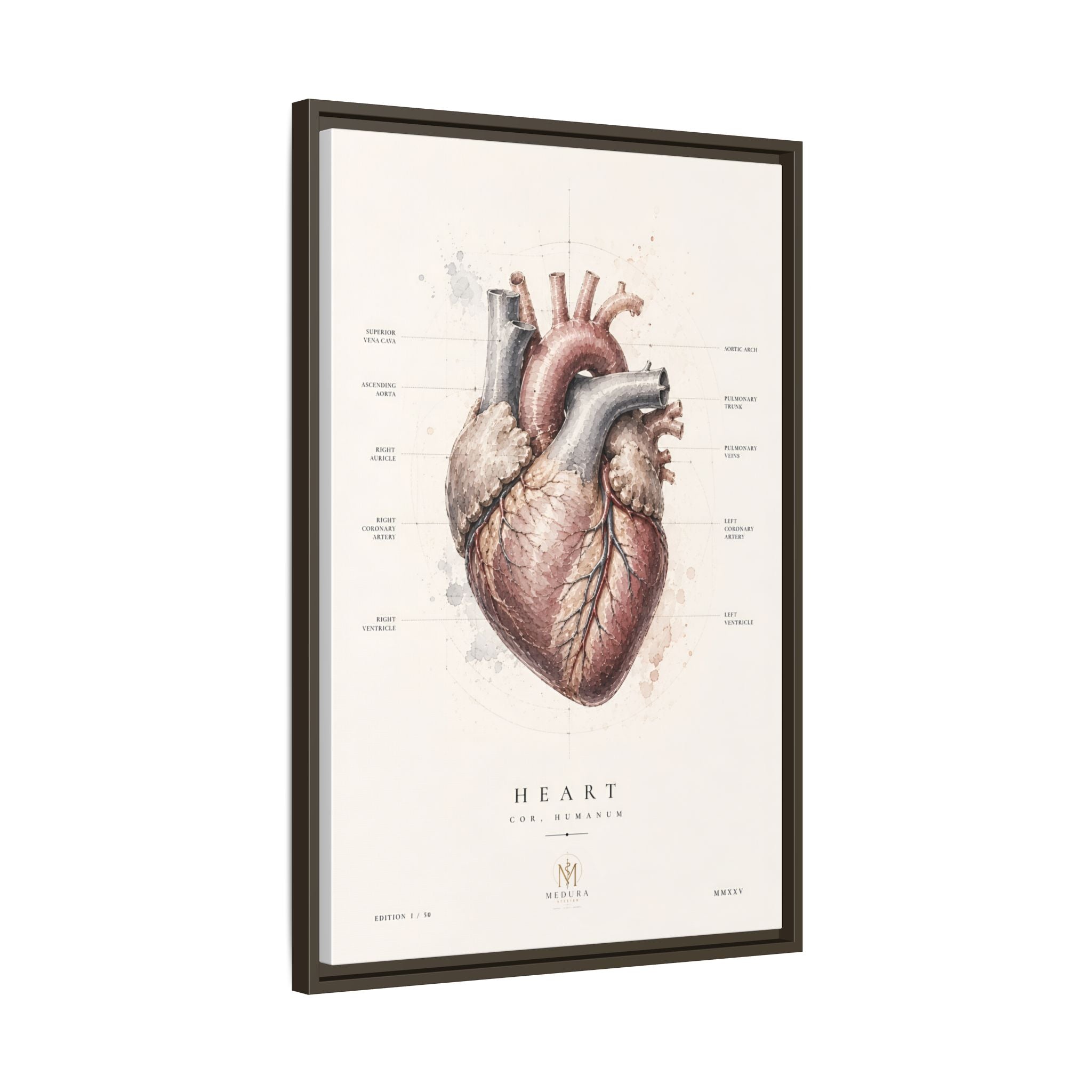 Anatomical Heart Wall Art | Luxury Medical Canvas Print | Museum-Inspired Fine Art