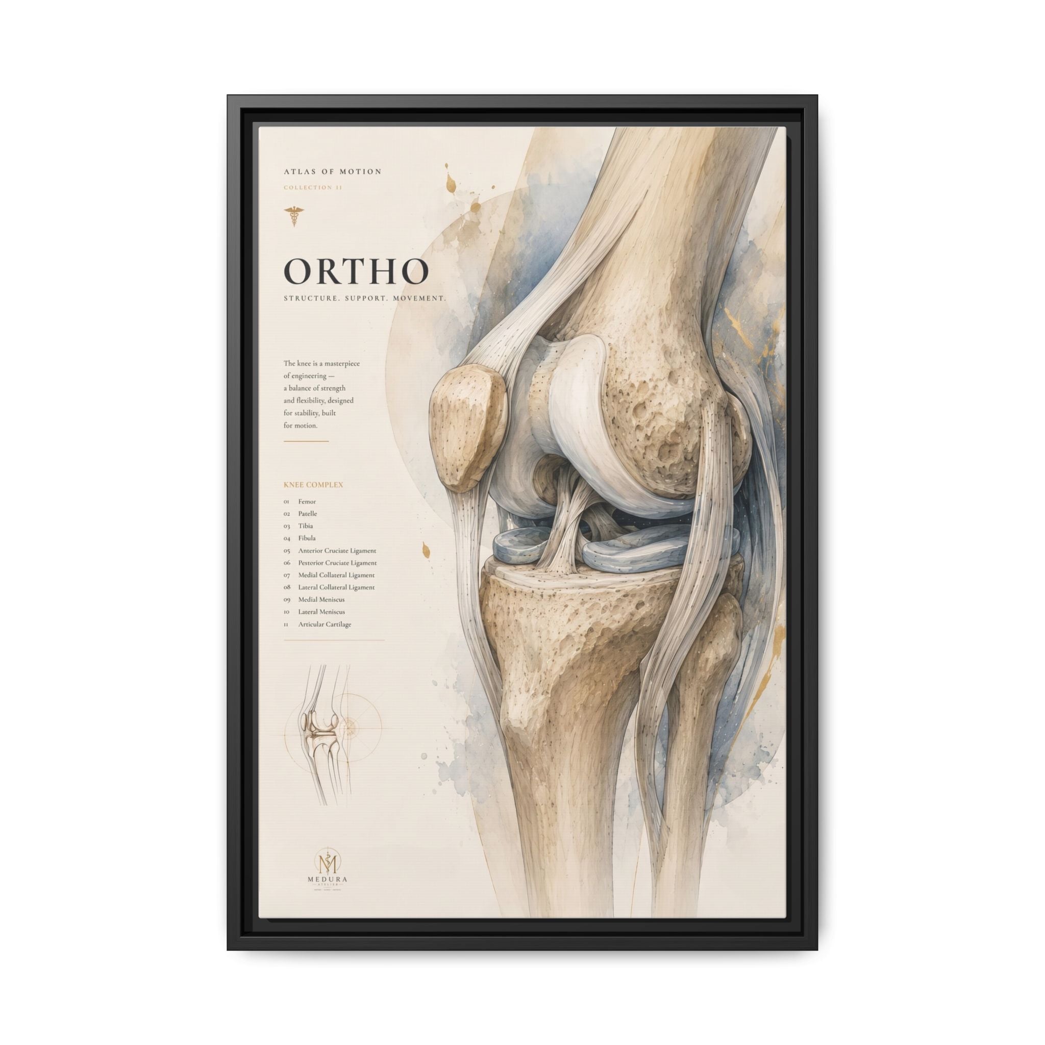 Orthopaedic Knee Anatomy Wall Art | Luxury Orthopedic Canvas Print | Museum-Inspired Fine Art
