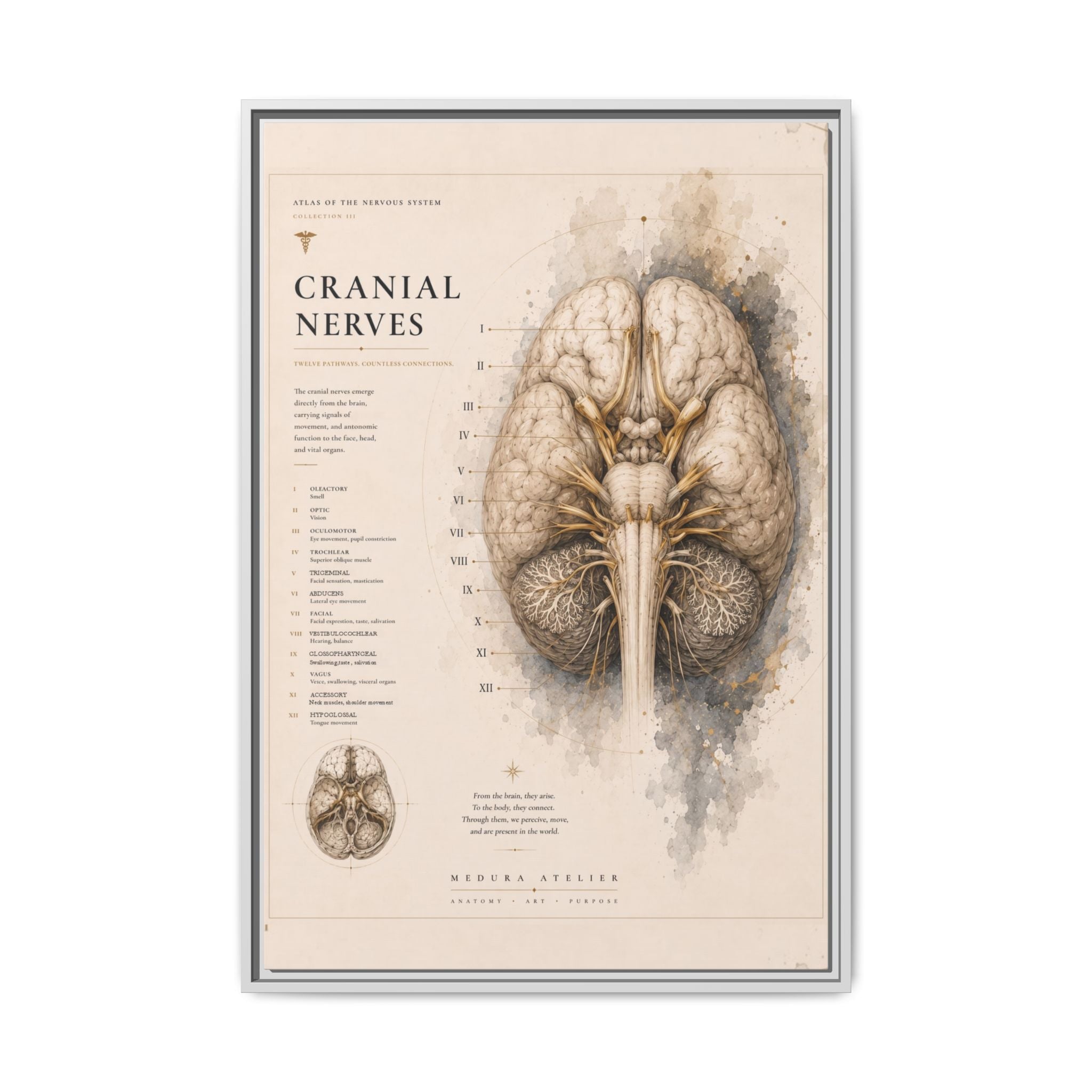 White Matter Brain Wall Art | Luxury Neuroscience Canvas Print | Museum-Inspired Fine Art