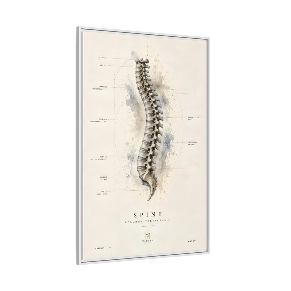 Anatomical Spine Wall Art | Luxury Vertebral Column Canvas Print | Museum-Inspired Fine Art